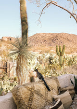 At Home in Joshua Tree - A Field Guide to Desert Living